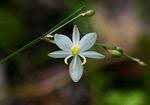 Image result for Chlorophytum galpinii