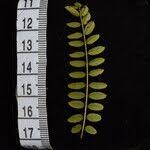 Image result for Indigofera cylindracea