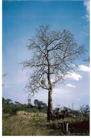 Image result for Oldfieldia dactylophylla