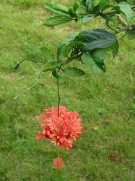 Image result for Hibiscus schizopetalus