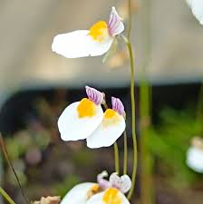 Image result for Utricularia arenaria