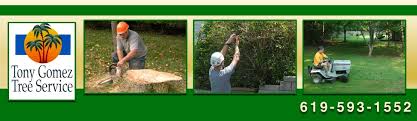 Hernandez tree experts is a family owned & operated business. Tony Gomez Tree Service Photos Facebook