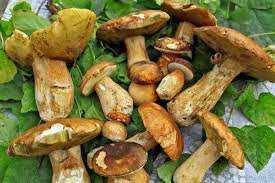 Après la pluie, on peut y trouver de nombreux. Le Cepe Dordogne Perigord Tourisme