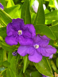 Image result for Brunfelsia australis