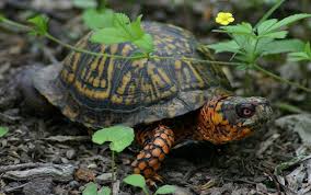 Eastern Box Turtle Terrapene Carolina Carolina Box Turtles