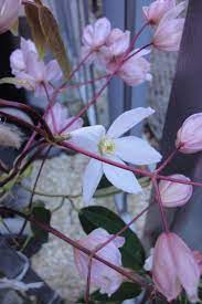 Großte auswahl an immergrüne kletterpflanzen wie clematis & efeu ✓ tiefpreisgarantie ✓. Immergrune Waldrebe Clematis Armandii Baumschule Horstmann