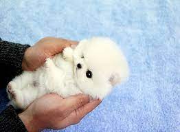 Teacup Pomeranian Cute Baby Animals Cute Animals Cute Dogs