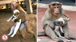 Ada yang tau jenis monyet satu ini? 47 Ide Koe Di 2021 Poster Natal Tanda Salib Logam Hitam