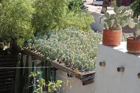 Buy cactus lagos tickets here. Weeds And Walls Arizona Green Roof Green Roof Green Roof House Outdoor Gardens