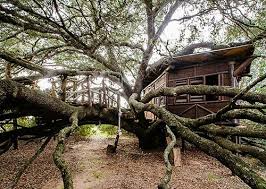 Maybe you would like to learn more about one of these? Get Back To Nature In Hockley Home S Treehouse Abc13 Houston