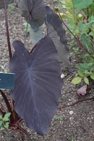 A striking, versatile perennial grown for its large, plush, dramatic purplish/black leaves. Black Magic Elephant Ear Colocasia Esculenta Black Magic In Richmond Fairfax Loudoun Prince William Fredericks Virginia Va At Meadows Farms Nurseries