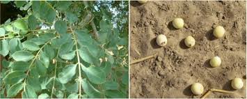 Image result for Sclerocarya birrea