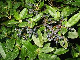 Myrthe Petit Arbuste Aux Baies Couleurs Bleues Foncees On En Fait De La Liqueur Et On L Utilise En Cuisine Pour Parfumer Les Petit Arbuste Arbuste Jardins