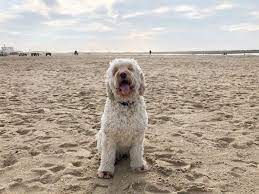 De belasting wordt geheven van de houder van een hond en naar het aantal honden dat wordt gehouden. Waarom Moeten We In Den Haag Hondenbelasting Betalen Indebuurt Den Haag