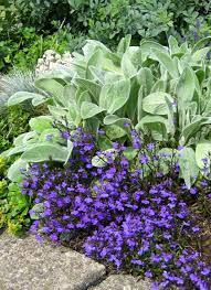 Photo Lobelia Lambs Ears Wunderground Com Flower Garden Plants Plant Combinations
