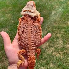 H x 76 cm without the legs for the tank and the legs for the tank are 59 cm, w x 46 cm, l x 121cm. Bearded Dragon For Sale Home Facebook