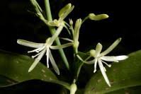 Image result for Dracaena laxissima