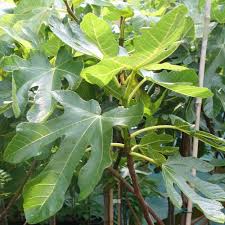 Figs are sweet and tasty fruits that thrive in warmer climates. Rouge De Bordeaux Fig Trees Fruit Trees