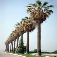 Image result for Washingtonia filifera