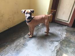 Kombai Dog Puppy Dog Ideas Cute puppy pictures and dog photos delivered to your inbox everyday! kombai dog puppy dog ideas