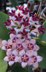 Pin On Hoya