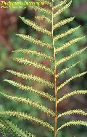 Image result for Thelypteris