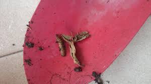 Is there a way to prevent maggots in compost?