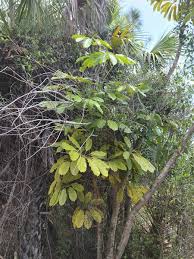 Image result for Heptapleurum