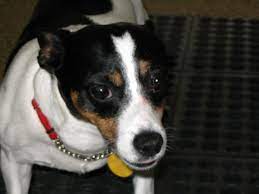 Jack Rat Terrier Info Temperament Puppies Pictures