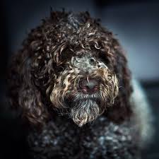 This type of dog is an active working dog, but unlike most other working dogs, the. Nina Lagotto Romagnolo Ninalagotto Instagram Photos And Videos Lagotto Romagnolo Italian Water Dog Photo And Video