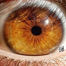 Same Iris But In Direct Sunlight Amber Lipochrome Copper Ambereyes Human Amber Eye Lipochrome Copper Amber Eyes Color Amber Eyes Pretty Eyes Color