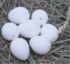Real Bird Eggs For Sale Bracken Ridge Ranch Blown Egg Shells 1 19 For Chicken Note Holes Are On The Wrong End Could You Request The Other End Eggs For Sale Crafts Blown Eggs