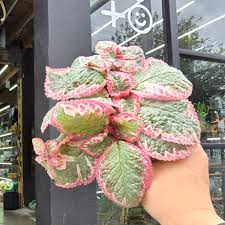 Image result for episcia