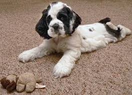 American Cocker Spaniel Black And White Pin By Marianna Nudel On Cocker Spaniels Cocker Spaniel Puppies Cocker Spaniel Dog Spaniel Puppies