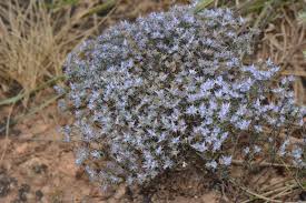 Image result for Haumaniastrum