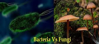 Difference Between Bacteria And Fungi With Comparison Chart