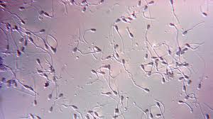 Fertilität schnelltest für männer sperma konzentration fruchtbarkeitstest für männer spermien selbst männlichentest zu hause. Sperma Schnelltest Spermaqualitat Ganz Einfach Testen