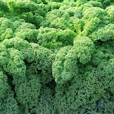 Image result for kadeřávek