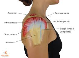 There is some variability of the location that the rotator cuff muscles insert on the proximal. Shoulder Muscle Injury All Products Are Discounted Cheaper Than Retail Price Free Delivery Returns Off 64