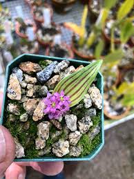 Image result for Ledebouria cooperi