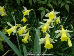 Trumpet Daffodil Narcissus Topolino In The Daffodils Database Garden Org