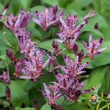 Image result for Tricalysia verdcourtiana