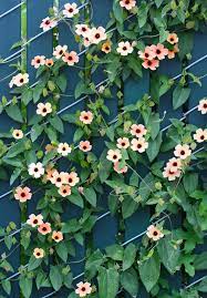 Pin On Plants Must Have