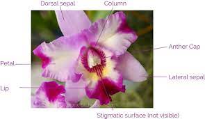 Orchid Anatomy And Terminology A Glossary Of Orchid Terms Orchid Plant Care Orchid Flower Orchids