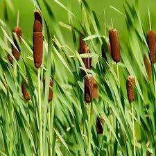 Image result for Typha