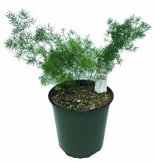 Image result for Asparagus natalensis