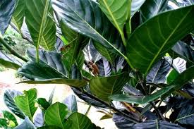 Image result for daun nangka