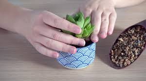 Find great deals on ebay for cactus soil. F A Q Bonsai Jack C