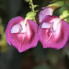Image result for Clitoria