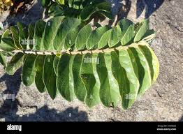 Image result for Antidesma venosum